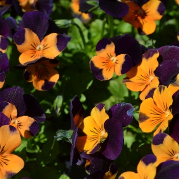 Viola cornuta Admire® 'Orange Purple Wing' (110303)