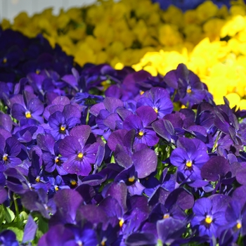 Viola cornuta Admire® 'Deep Blue' (110306)