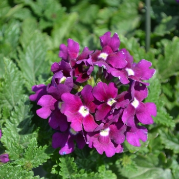 Verbena x peruviana Samira® 'Purple' (110312)