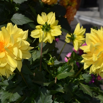 Dahlia x hortensis Lubega® XL 'Yellow' (110375)