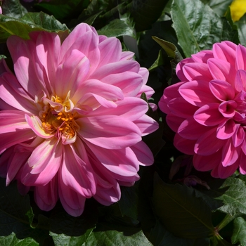 Dahlia x hortensis Lubega® XL 'Pink' (110377)