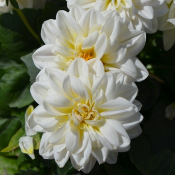 Dahlia x hortensis Lubega® Power 'White' (110379)