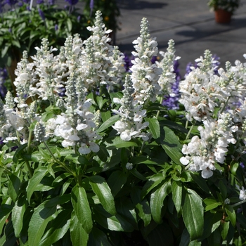 Salvia farinacea Farina® 'White' (110387)