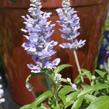 Salvia farinacea Farina® 'Silver Blue' (110389)