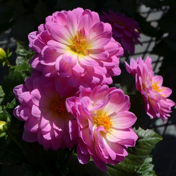 Dahlia x hortensis Lubega® Power 'Rose Bicolor' (110397)