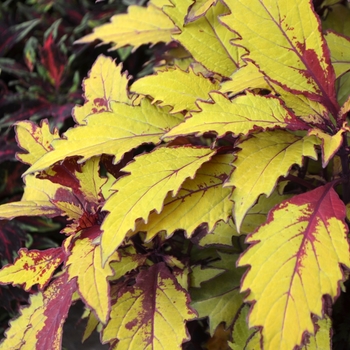 Coleus Flame Thrower™ 'Spiced Curry' (110786)