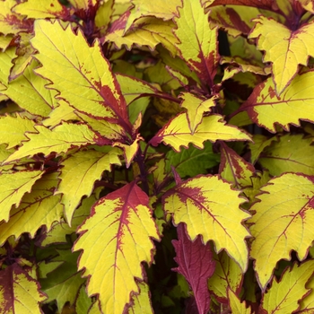 Coleus Flame Thrower™ 'Spiced Curry' (110787)