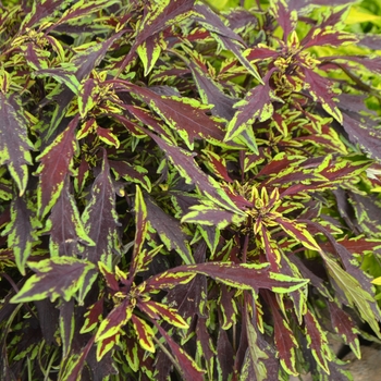 Coleus Flame Thrower™ 'Chipotle' (110791)
