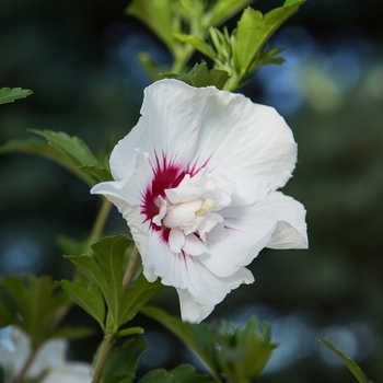Hibiscus syriacus First Editions® 'Bali™' (110904)