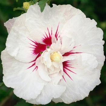 Hibiscus syriacus First Editions® 'Bali™' (110905)