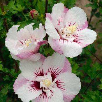 Hibiscus syriacus First Editions® 'Fiji™' (110983)