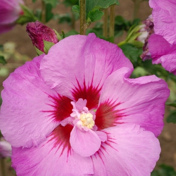 Hibiscus syriacus First Editions® 'Tahiti™' (110997)