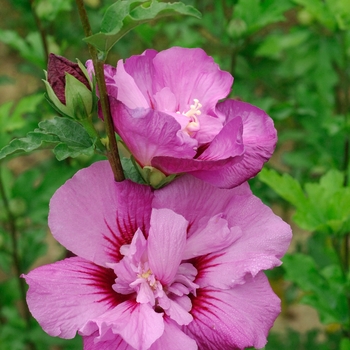Hibiscus syriacus First Editions® 'Tahiti™' (110998)