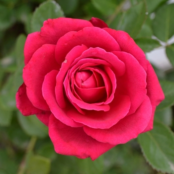 Rosa Easy Elegance® '' (110999)