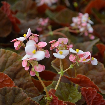 Begonia rhizomatous 'Autumn Ember' (111166)