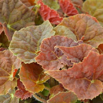 Begonia rhizomatous 'Autumn Ember' (111167)