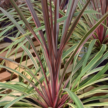 Cordyline Dance™ 'Can Can' (111223)