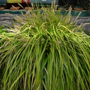 Carex oshimensis EverColor® 'Everillo' (111233)