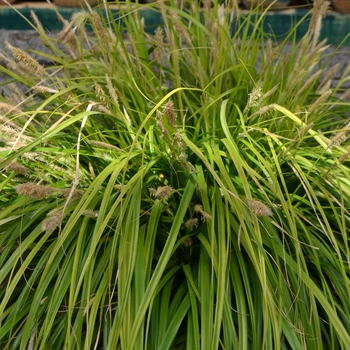 Carex oshimensis EverColor® 'Everillo' (111234)