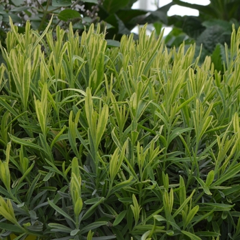 Lavandula angustifolia 'Platinum Blonde™' (111242)