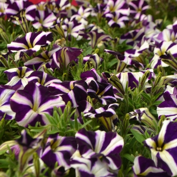 Petunia Amore™ 'Purple' (111441)