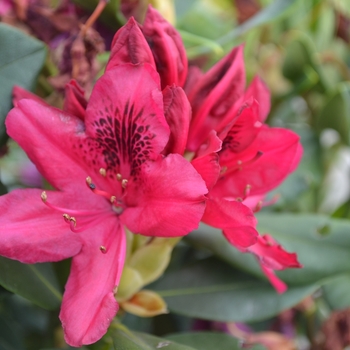 Rhododendron 'Nova Zembla' (111538)