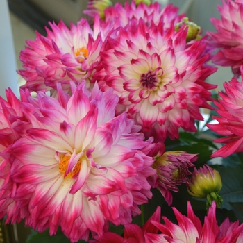 Dahlia LaBella® 'Maggiore Rose Bicolor' (111550)