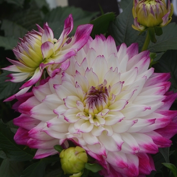 Dahlia LaBella® 'Maggiore Rose Bicolor' (111552)