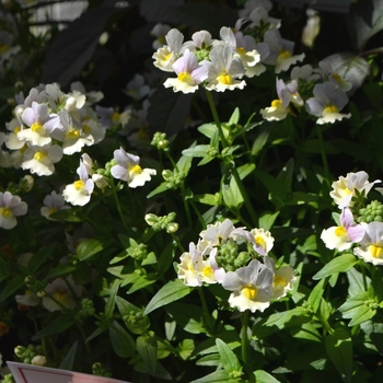 Nemesia French Connection™ 'Easter Bonnet' (111764)