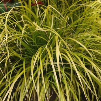 Carex oshimensis EverColor® 'Everillo' (111776)
