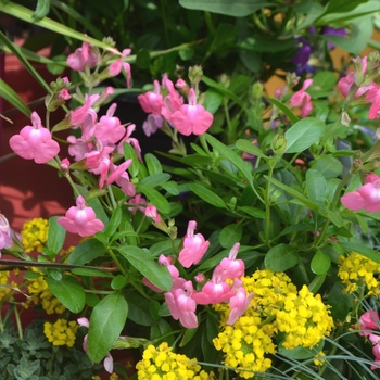 Salvia greggii Mirage™ 'Pink' (111991)