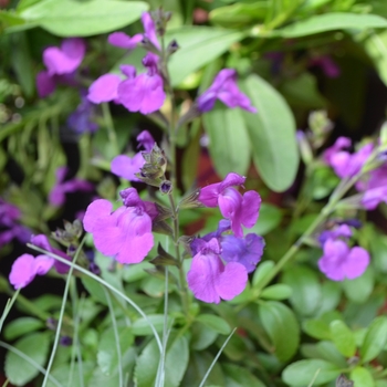 Salvia greggii Mirage™ 'Violet' (111992)
