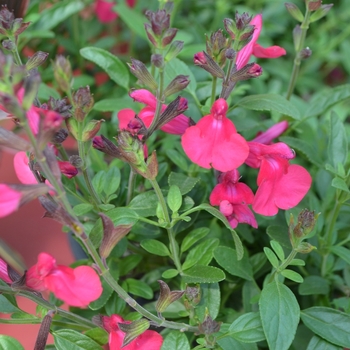 Salvia greggii Mirage™ 'Hot Pink' (111993)