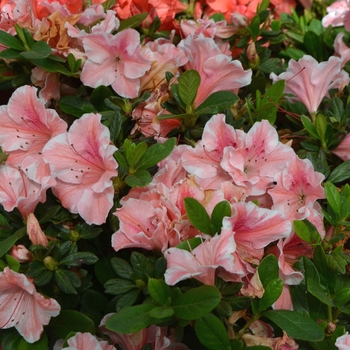 Rhododendron Encore® 'Autumn Sunburst®' (112022)