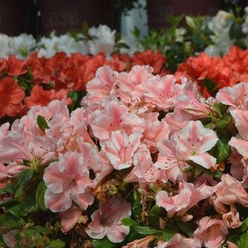 Rhododendron Encore® 'Autumn Sunburst®' (112024)