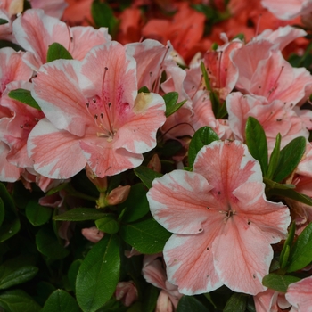 Rhododendron Encore® 'Autumn Sunburst®' (112026)