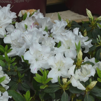 Rhododendron Encore® 'Autumn Lily®' (112027)