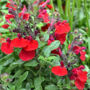 Salvia greggii Mirage™ 'Cherry Red' (112058)