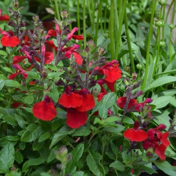 Salvia greggii Mirage™ 'Cherry Red' (112059)