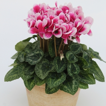 Cyclamen persicum Melody Outdoor® 'Shine Wine Red' (112296)