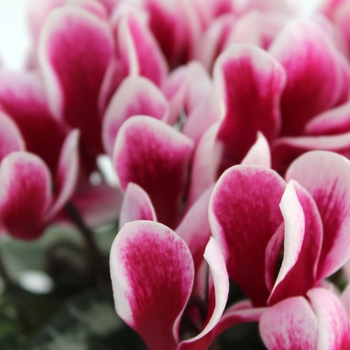 Cyclamen persicum Melody Outdoor® 'Shine Wine Red' (112297)