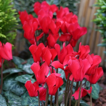 Cyclamen persicum Melody Outdoor® 'Red' (112304)
