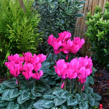 Cyclamen persicum Melody Outdoor® 'Pink' (112308)