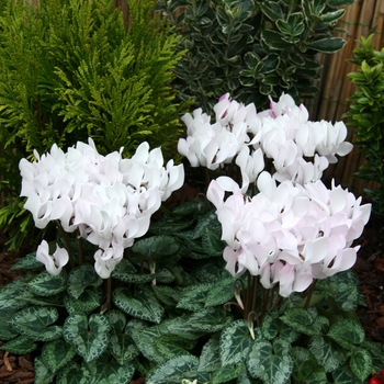 Cyclamen persicum Melody Outdoor® 'White' (112310)