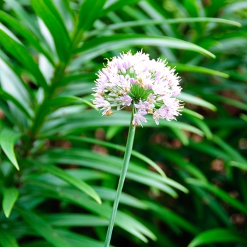 Allium 'Quattro' (112650)