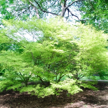 Acer palmatum var. dissectum 'Seiryu (Green Dragon)' (112659)