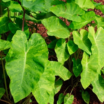 Colocasia esculenta Royal Hawaiian® 'Morning Dew' (112778)
