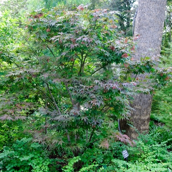 Acer palmatum 'Atrolineare' (112973)