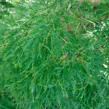 Acer palmatum var. dissectum 'Viridis' (113056)