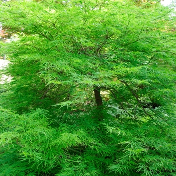 Acer palmatum var. dissectum 'Viridis' (113060)